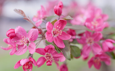 Naklejka premium Branch of beautiful pink sakura flowers (as a floral background), shallow DOF, selective focus