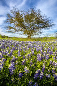 Texas bluebonnet field and lone tree at Muleshoe Bend Recreation, Austin, TX