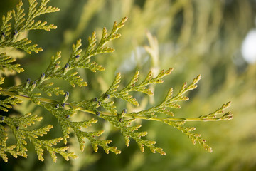 green needles of arborvitae