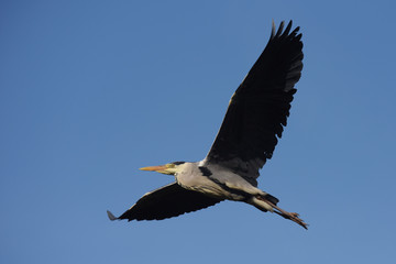 Grey Heron, Ardea cinerea