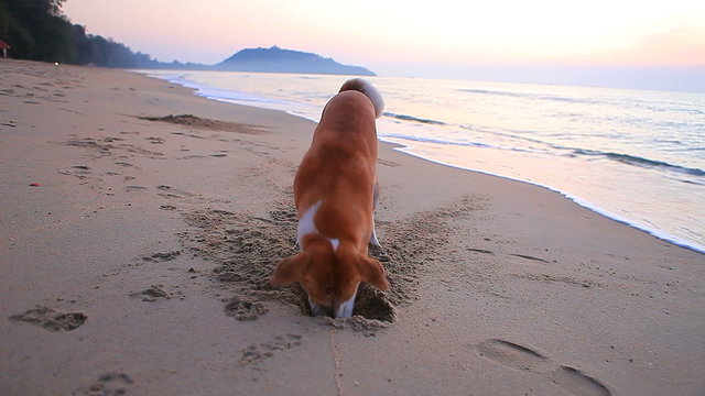 dog playing and digging on sea beach 
