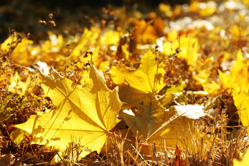 Colorful autumn leaves