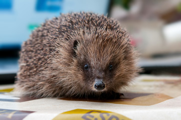 Rescued hedgehog on a table looking straight at the camera.