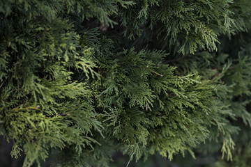 Green foliage background (thuja leaves closeup photo)