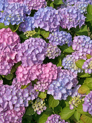 Hortensien, Hydrangea
