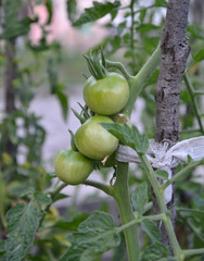 Pure organic tomato growing in a vegetable garden