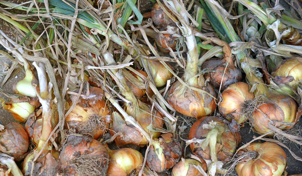 fresh planted organic onion