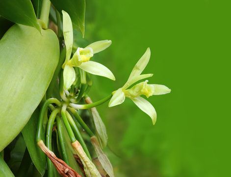 Closeup of The Vanilla flower on plantation. Agriculture in tropical climate. Picture with space for your text.