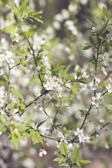 Beautiful white flowering shrub Spirea aguta