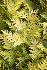 green needles of arborvitae