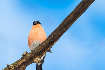 Bullfinch on a tree branch in the sunny weather.