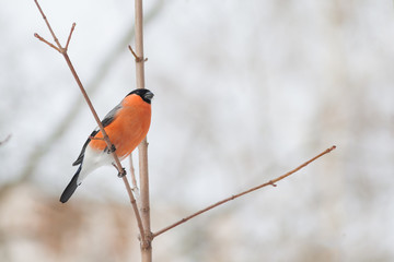Bullfinch on a tree branch in the sunny weather.