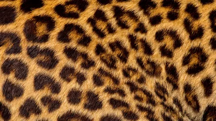 Crédence de cuisine en verre imprimé Léopard Véritable peau de jaguar