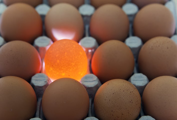 eggs, one egg it is illuminated