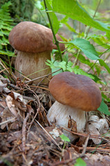 two porcinies in forest