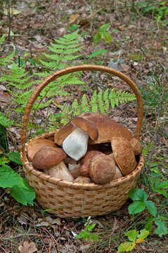basket  with mushrooms
