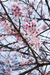 Cherry Blossom tree or Sakura flowers