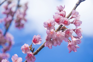 Sakura Cherry Blossom