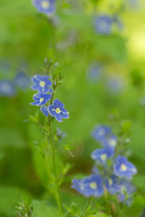 Blooming germander speedwell, Veronica chamaedrys
