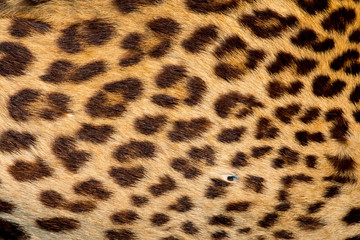 Real jaguar skin