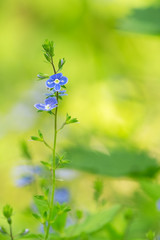 Blooming germander speedwell, Veronica chamaedrys