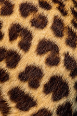 Real jaguar skin