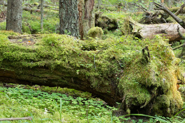 Fallen tree covered in moss, wood sorrel growth in the foreground