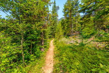 Beautiful Mountain Trail. Lightning Lake Trail at Manning Park in British Columbia. Canada.