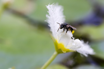 Fly on white flower