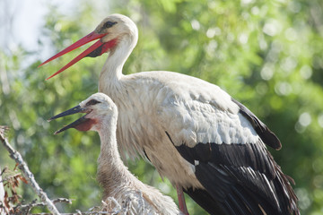 Obraz premium Cigüeña blanca (Ciconia ciconia) con su cría