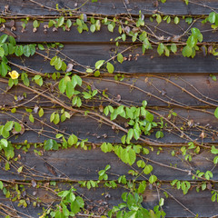 Common Ivy on Wood Wall
