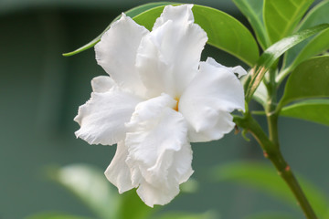 white flower 14