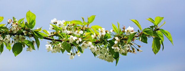 Fototapeta na wymiar Closeup spring blossoming tree.