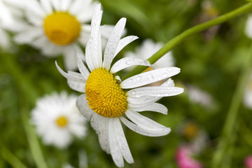 Fototapeta premium white daisy , flowers.