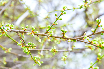 Delicate spring the first flowers of almond