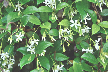 Fototapeta na wymiar Jasmine flower blooms