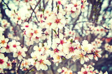Delicate spring the first flowers of almond