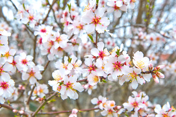 Delicate spring the first flowers of almond