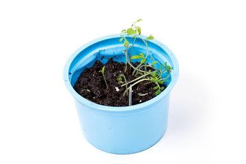 Green sprout is grown in a blue plastic cup