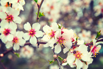 Delicate spring the first flowers of almond