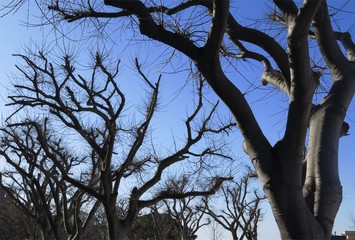 Fototapeta na wymiar Trees after pruning