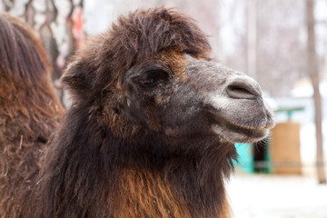 Fototapeta premium Head of Camel