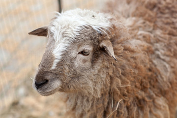 sheep looking at the camera