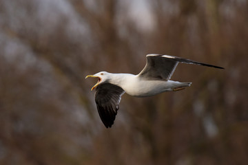 European Herring Gull, Larus argentatus