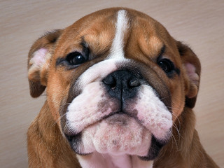English Bulldog portrait. Purebred dog. Muzzle puppy large. Cute nose
