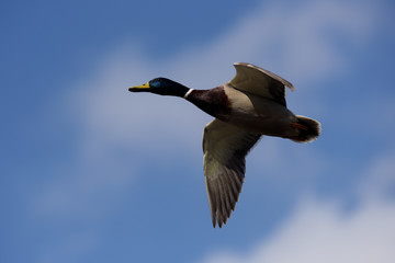 Mallard, Duck, Anas platyrhynchos