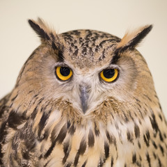 White Faced Owl