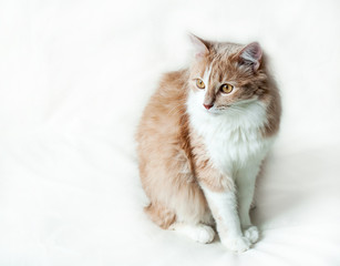 cat on a white background 