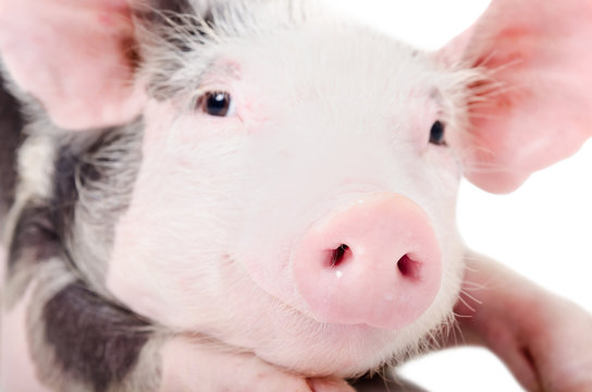 Portrait of a pig, closeup, looking at the camera