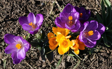 Yellow and violet saffrons